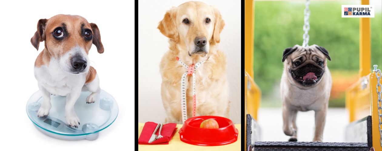 Dieta i aktywność. Trzy zdjęcia psów. Jeden stoi na wadze, drugi na na szyi miarę krawiecka, trzeci jest na bieżni. Logo pupilkarma.